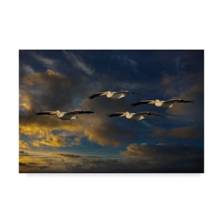 Galloimages Online 'Pelican Foursome' Canvas Art,16x24